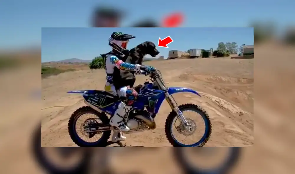 Facebook viral: perro sube a moto de su dueña deportista, sin imaginar las extremas piruetas que viviría [VIDEO] 
