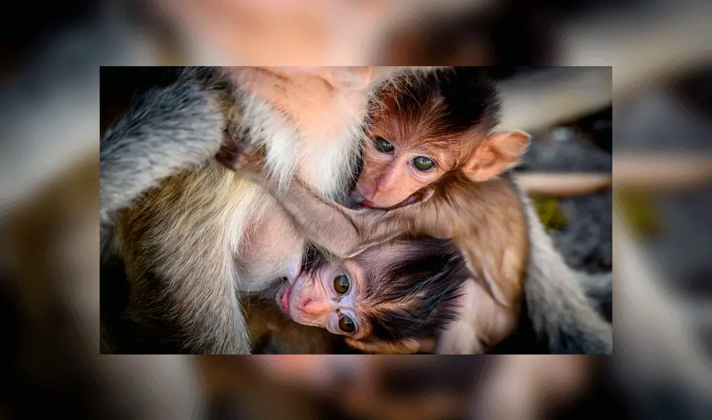 Pese a todo, algunos lugareños no quieren que los monos se vayan. Foto: AFP.