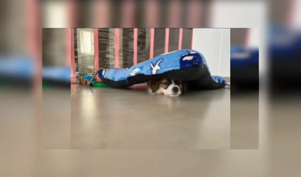 Desliza las imágenes para observar la acción de un perro al preferir dormir en el suelo que en su cama nueva. Foto: Captura. Desliza las imágenes para observar la acción de un perro al preferir dormir en el suelo que en su cama nueva. Foto: Captura.
