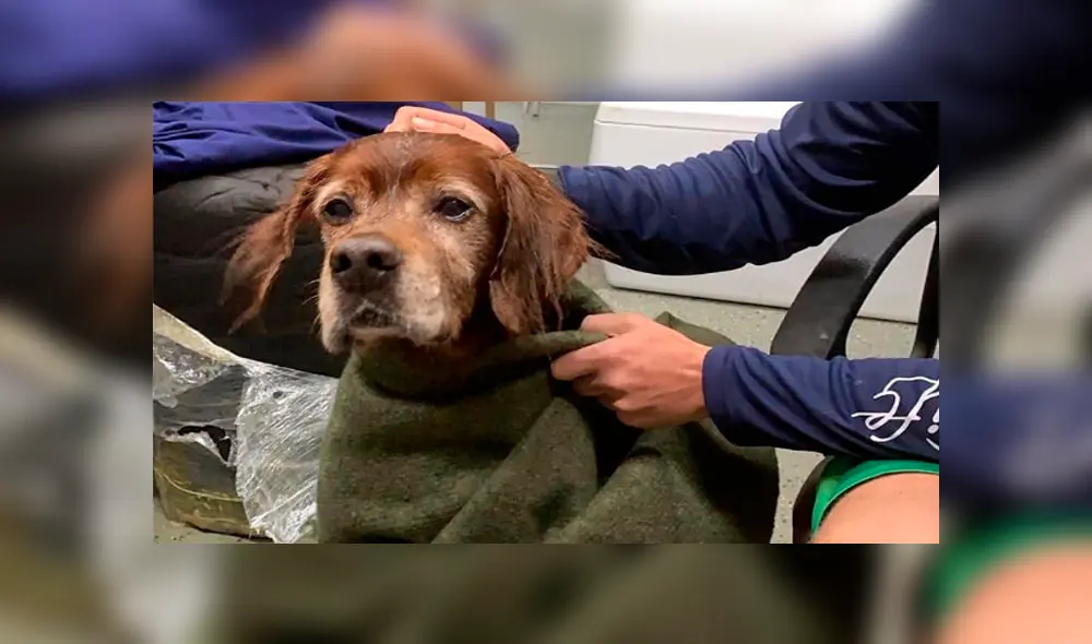 Rescatan a perro que naufragó en medio del océano y lo devuelven a su dueño [VIDEO]