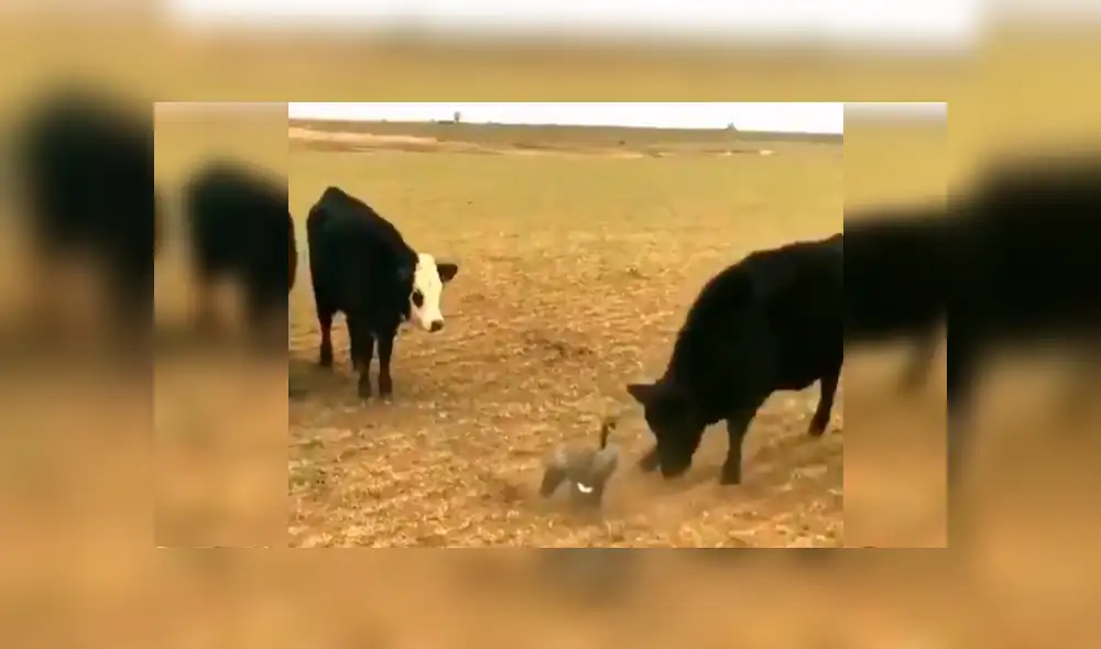Pato y furiosas vacas protagonizan inesperado encuentro que se vuelve viral en redes [VIDEO]