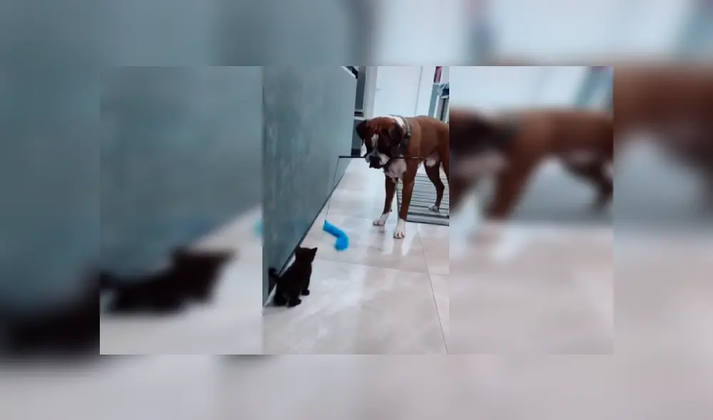 Desliza las imágenes hacia la izquierda para conocer el amoroso momento entre un perro junto a un gato bebé. Foto: Captura.