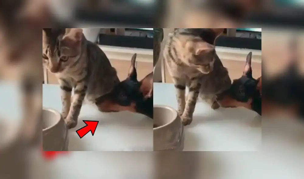 Facebook viral: gato ve que su amigo tenía mucha hambre y hace lo más insólito para ayudarlo Facebook viral: gato ve que su amigo tenía mucha hambre y hace lo más insólito para ayudarlo