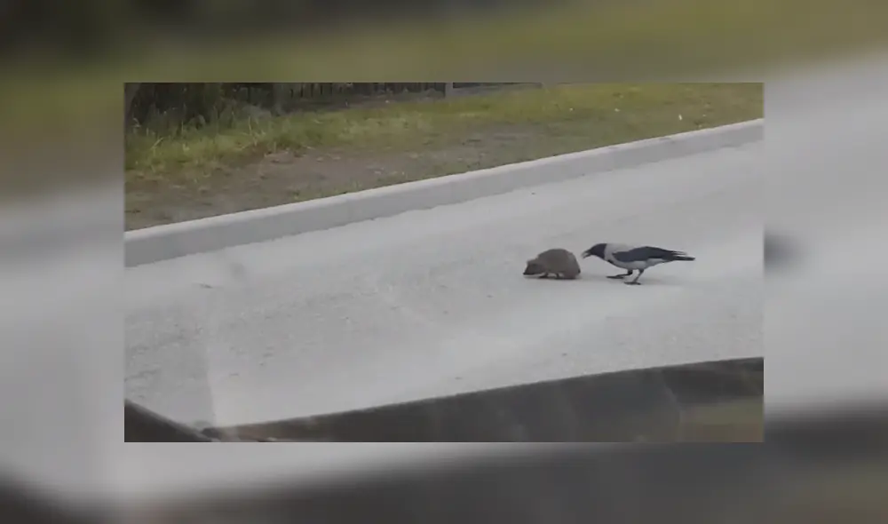Mediante YouTube se hizo viral el momento en que un cuervo le brinda una supuesta ayuda a un erizo para cruzar una calle. Mediante YouTube se hizo viral el momento en que un cuervo le brinda una supuesta ayuda a un erizo para cruzar una calle.