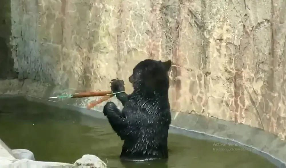 El oso es parte de una actividad de entretenimiento en zoológico japonés de Yagiyama, en la ciudad de Sendai. Foto: Facebook/Clarín El oso es parte de una actividad de entretenimiento en zoológico japonés de Yagiyama, en la ciudad de Sendai. Foto: Facebook/Clarín