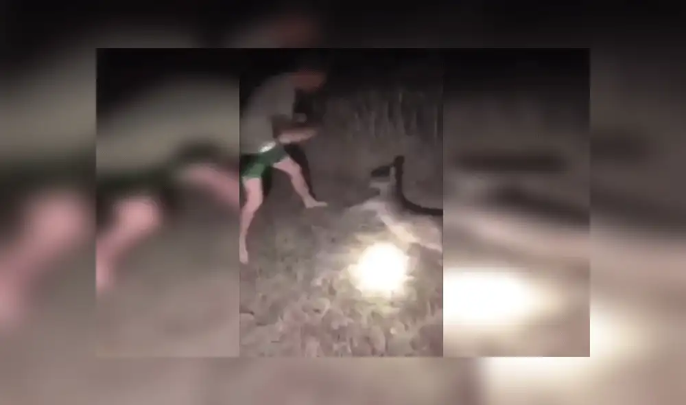 Se graba golpeando salvajemente a canguro tirado en el suelo y lo comparte en redes Se graba golpeando salvajemente a canguro tirado en el suelo y lo comparte en redes