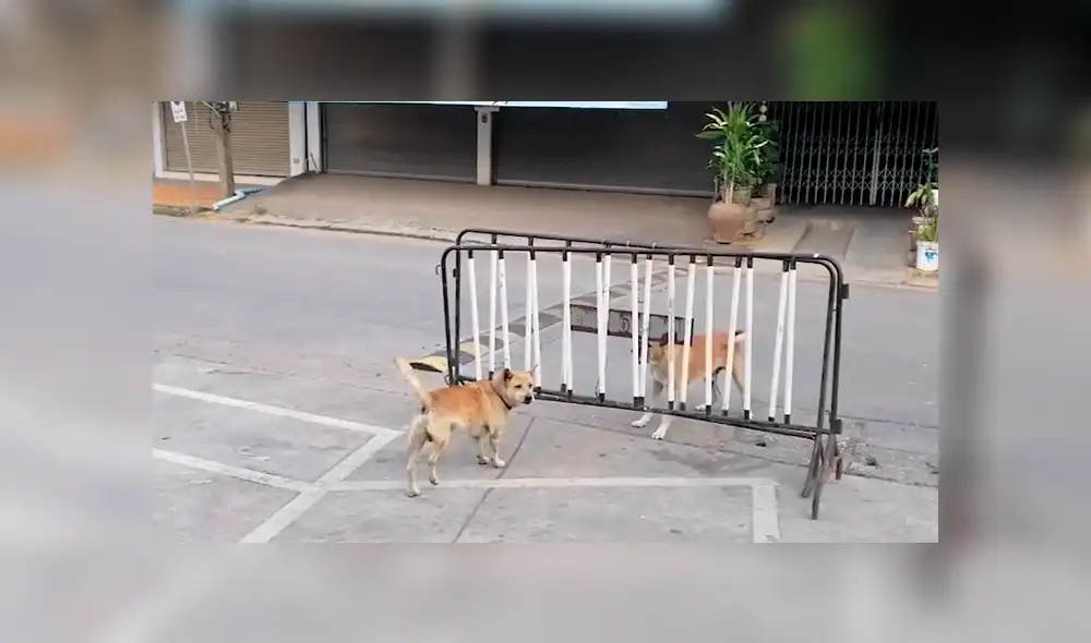 Vía Facebook: perros callejeros tienen feroz enfrentamiento pero causan risas por un detalle [VIDEO]