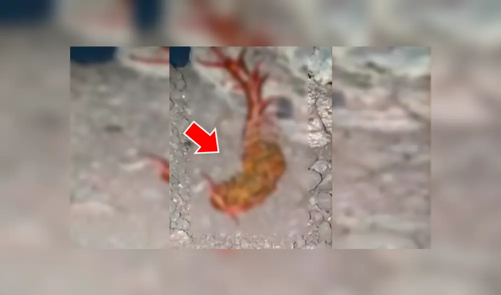 YouTube viral: halla extraña criatura retorciéndose de dolor en la tierra y queda impactado al descubrir qué es [VIDEO]