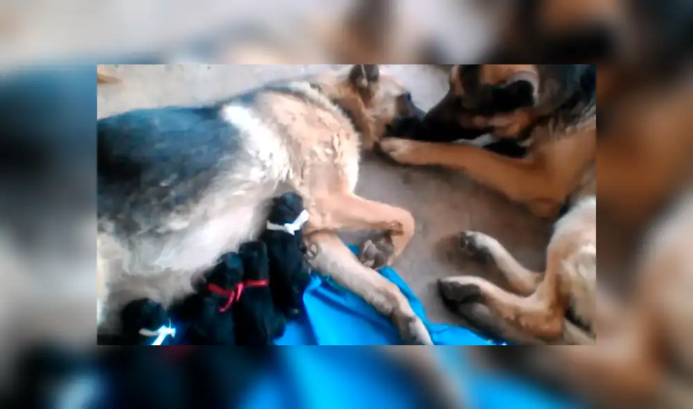 Facebook viral: perro felicita a su pareja por dar a luz a crías, pero detalle lo deja mal [VIDEO]