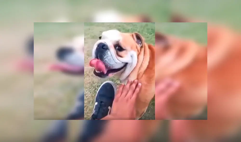 En Facebook, un joven le dijo ‘feo’ a su perro y no imaginó que su mascota lo iba atacar ferozmente. En Facebook, un joven le dijo ‘feo’ a su perro y no imaginó que su mascota lo iba atacar ferozmente.