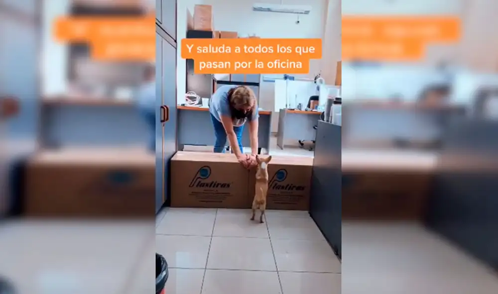 Desliza las imágenes para apreciar la tierna conducta de un perro con los compañeros de trabajo de su dueña. Foto: Captura de Facebook