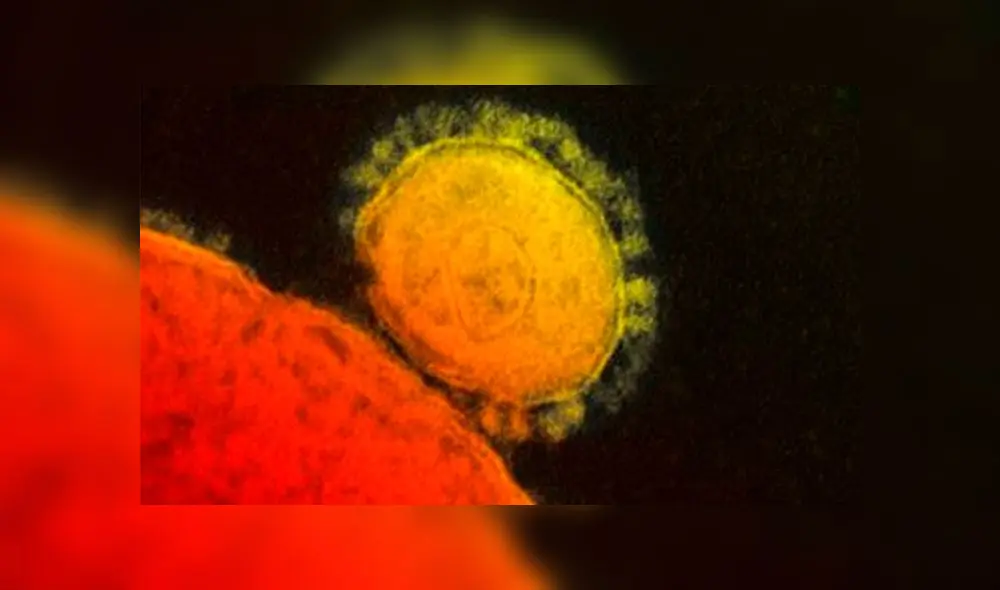 Imagen del coronavirus Mers-Cov, que apareció en Medio Oriente en 2012.