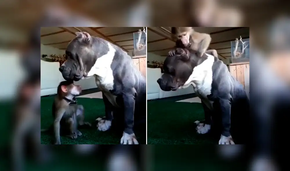 YouTube viral: perro pitbull recibe maltratos de un travieso mono y le responde de insólita forma [VIDEO]