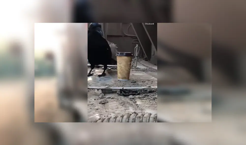 Video es viral en YouTube. El ave ha dejado a más de uno con la boca abierta, al resolver de forma rápida el popular truco que hizo un joven