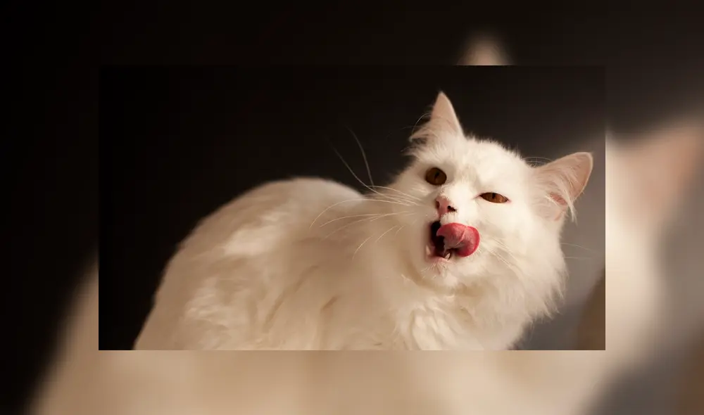 La hija de la víctima contó que su gata la arañó y la lamió, provocándole una meningitis bacteriana. Foto: RT