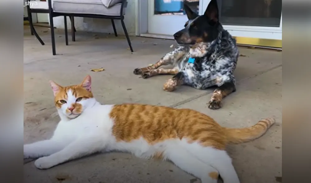 Desliza hacia la izquierda para ver las imágenes del video viral. Foto: Captura de YouTube. Desliza hacia la izquierda para ver las imágenes del video viral. Foto: Captura de YouTube.