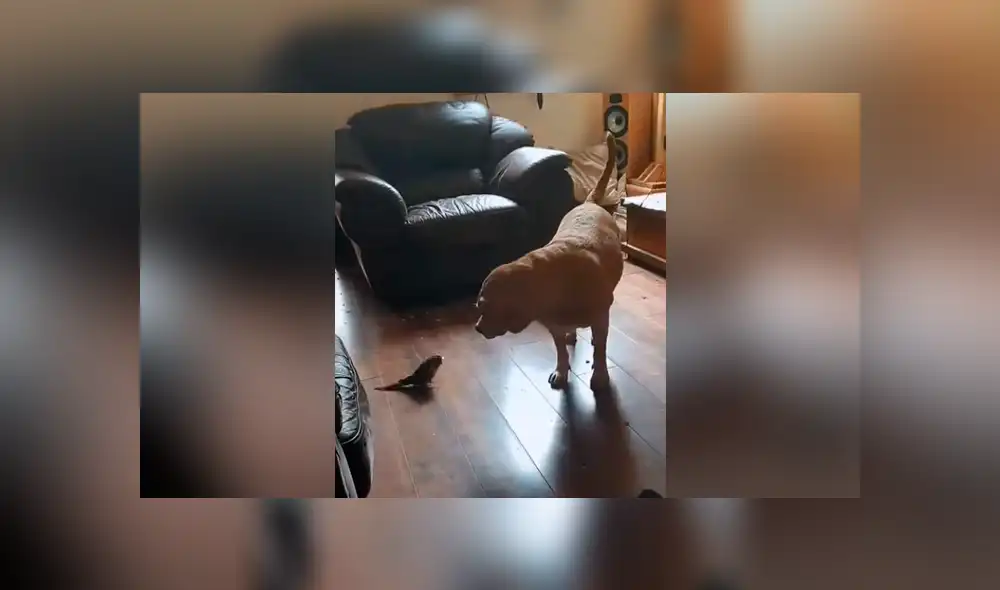 Una chica grabó en un video viral de Facebook el brutal enfrentamiento entre su perro y loro por el liderazgo de la casa. Una chica grabó en un video viral de Facebook el brutal enfrentamiento entre su perro y loro por el liderazgo de la casa.