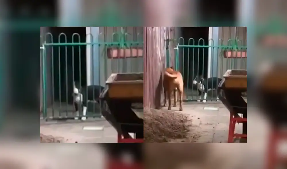 El bull terrier inglés quería salir, pero una reja se lo impedía. Foto: captura.