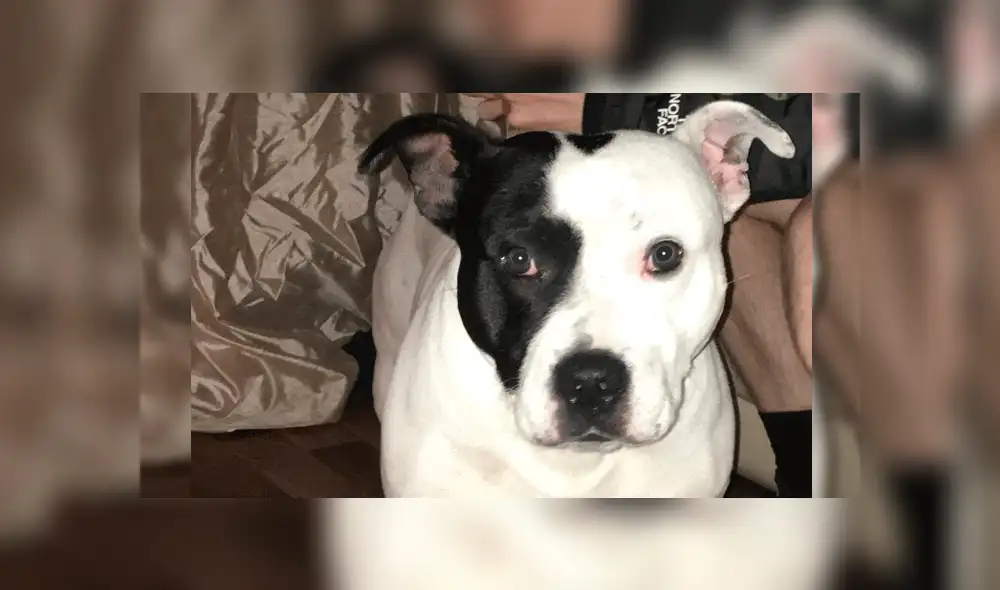 Perro estaba de mal humor, veterinaria lo evalúa y halla restos de alfombra en su estómago [FOTO]