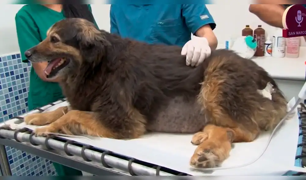 Pancho Cavero deja desgarrador mensaje tras la muerte de 'Perrovaca' 