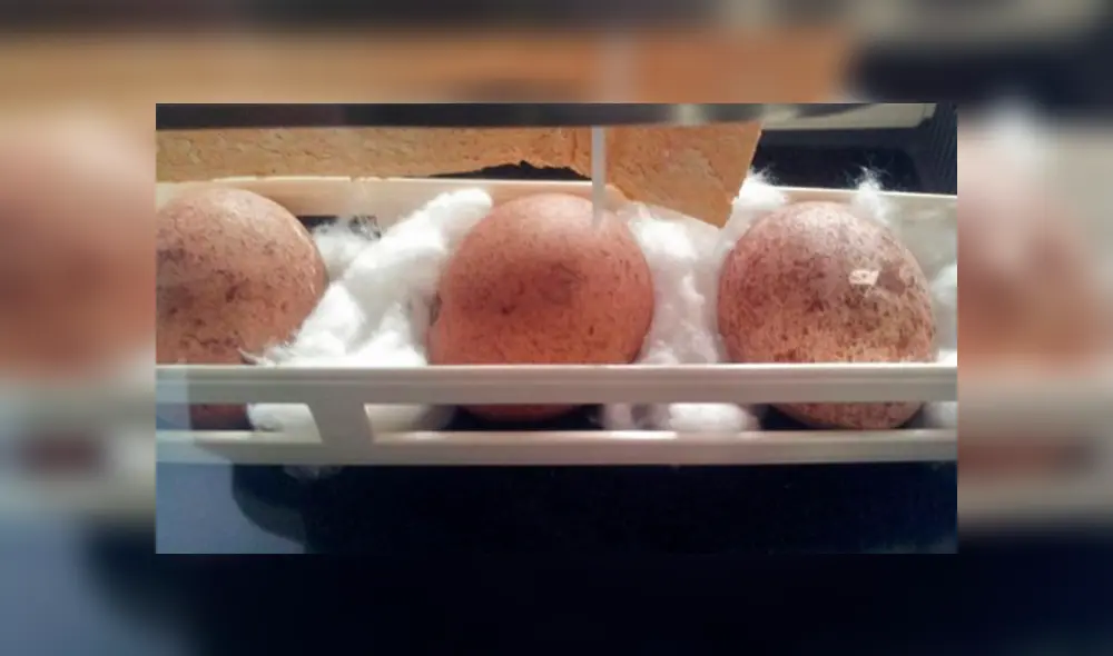 En estas condiciones eran mantenidos los huevos. En estas condiciones eran mantenidos los huevos.