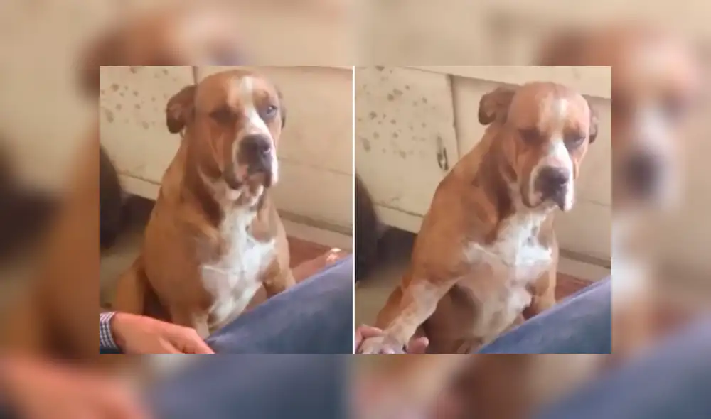 En Facebook, dueño regaña a su perro por “callejero” y video conmueve la red En Facebook, dueño regaña a su perro por “callejero” y video conmueve la red