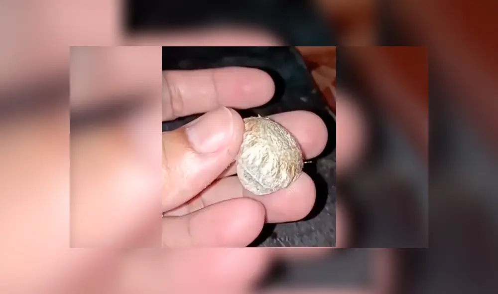 YouTube viral: joven encuentra extraña ‘bolsa’, la abre y descubre cientos de criaturas bebés en su interior