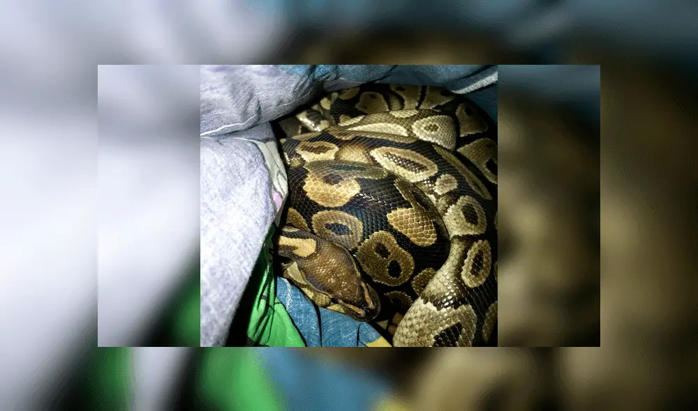 Abandonan a trece serpientes dentro de fundas de almohada dejadas en la calle