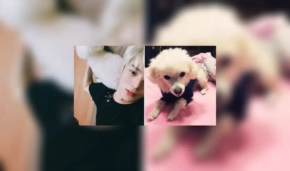 'Dambi' acompañó durante trece años al idol Lee Minhyuk. 'Dambi' acompañó durante trece años al idol Lee Minhyuk.