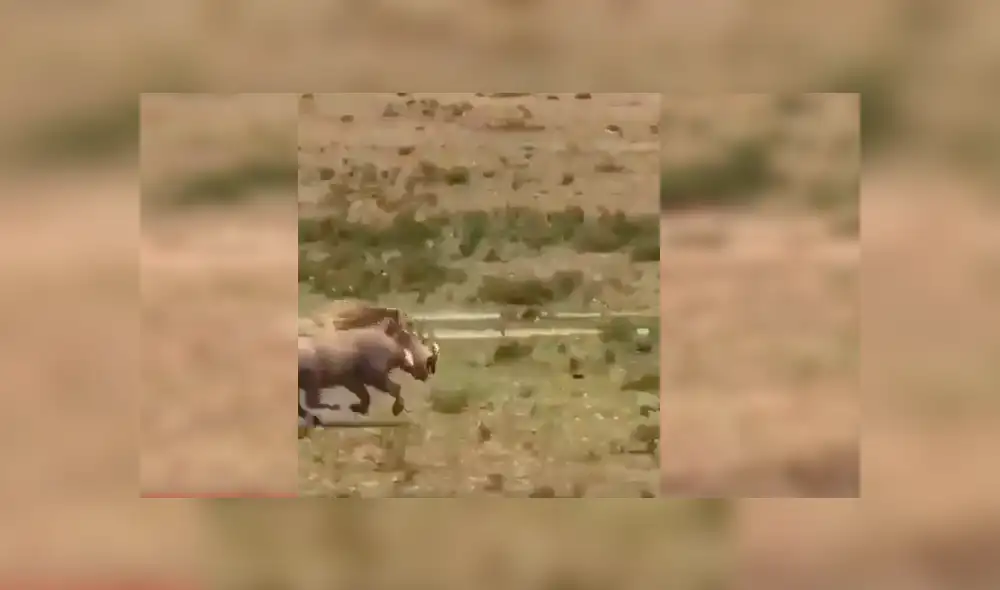 Las imágenes de la rápida escena hicieron que varios usuarios de YouTube compararan a los protagonistas con Timón y Pumba