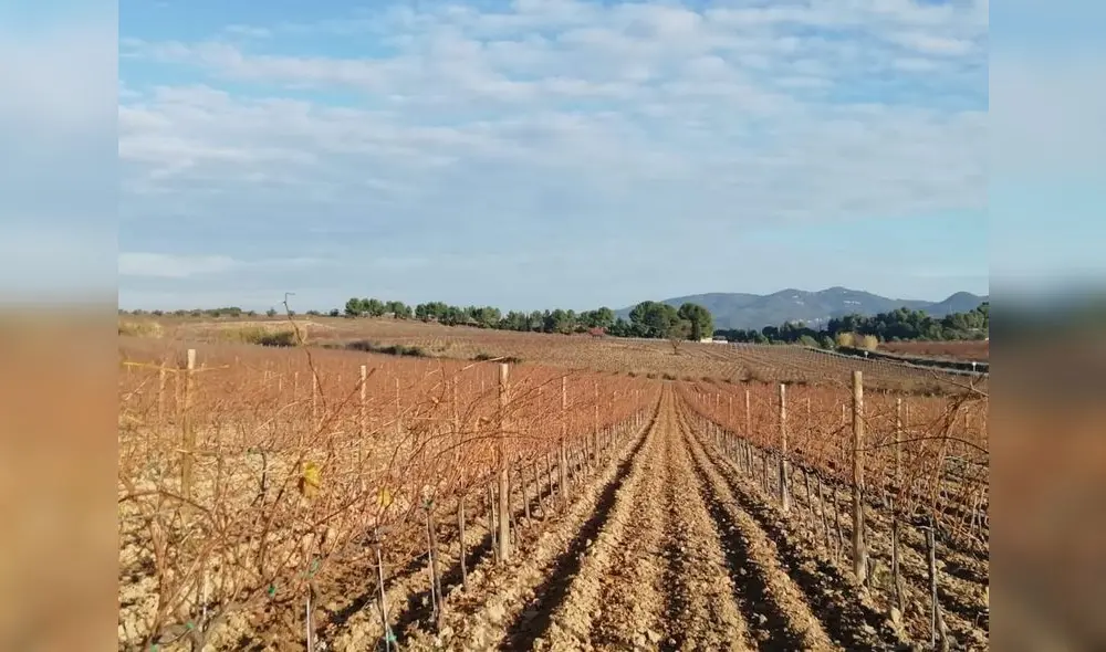 Empresas impulsan el desarrollo del primer clúster vitivinícola en el Perú