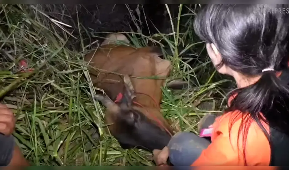 Los pobladores intentaron mover el tronco, pero era muy pesado. Foto: captura Los pobladores intentaron mover el tronco, pero era muy pesado. Foto: captura