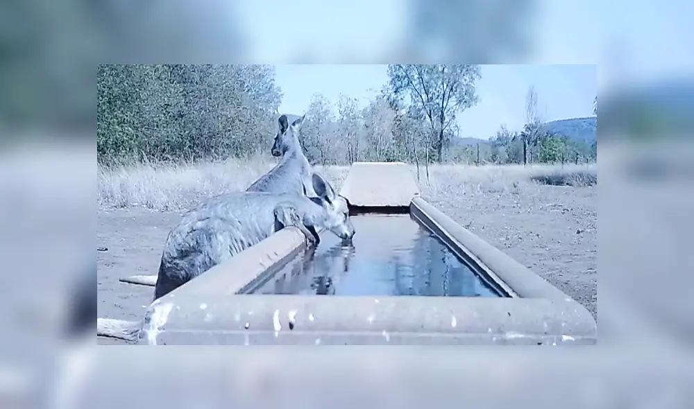 En YouTube, un granjero puso un bebedero para los animales ante la ola de calor registrada en Australia. En YouTube, un granjero puso un bebedero para los animales ante la ola de calor registrada en Australia.