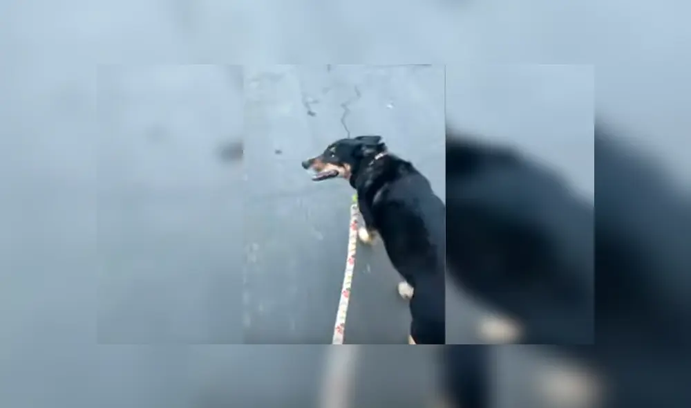 En YouTube, un perro se emocionó al salir a la calle para dar su paseo diario acompañado de su dueño.