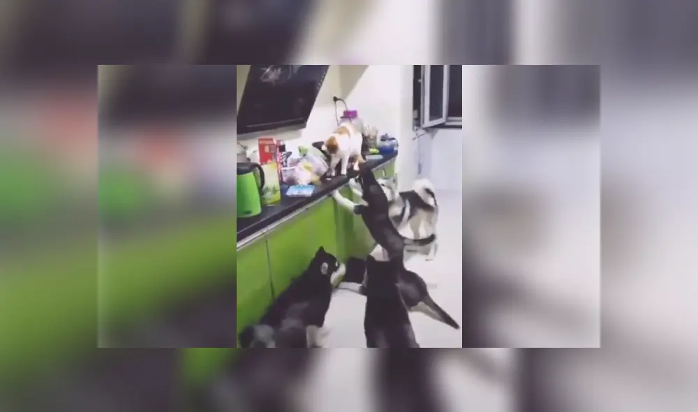 Desliza las imágenes para conocer más sobre esta travesura que se hizo viral en Facebook.