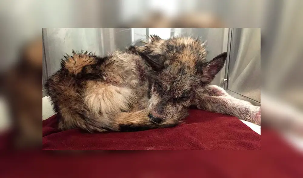 Desliza para ver las fotos de este perro que enamoró a todos en Facebook. Foto: Captura. Desliza para ver las fotos de este perro que enamoró a todos en Facebook. Foto: Captura.