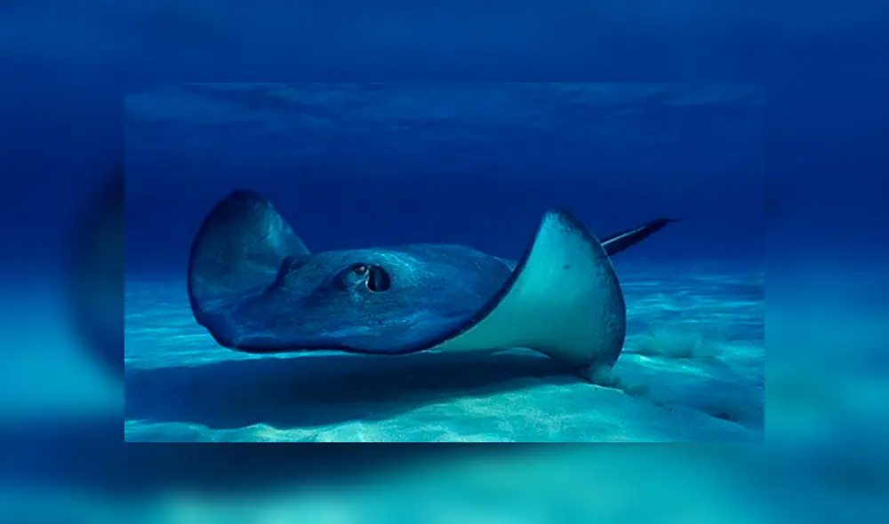 La mantarraya pidió auxilio en Costa de Ningaloo, Australia. Foto: Difusión