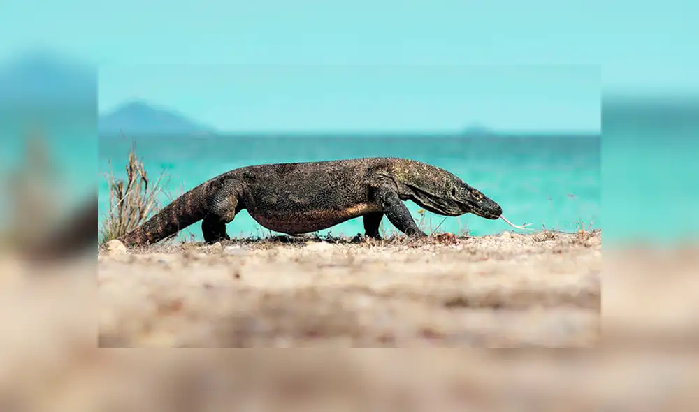 Dragón de Komodo: científicos revisan su ADN y descubren importante secreto evolutivo