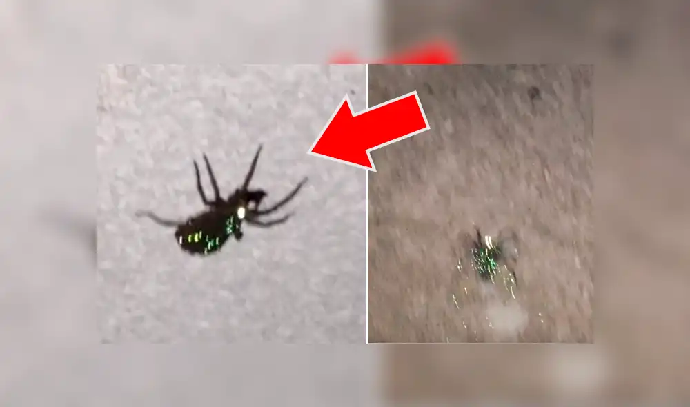 Una familia encuentra una extraña araña brillante con sus crías dentro de su casa. Una familia encuentra una extraña araña brillante con sus crías dentro de su casa.
