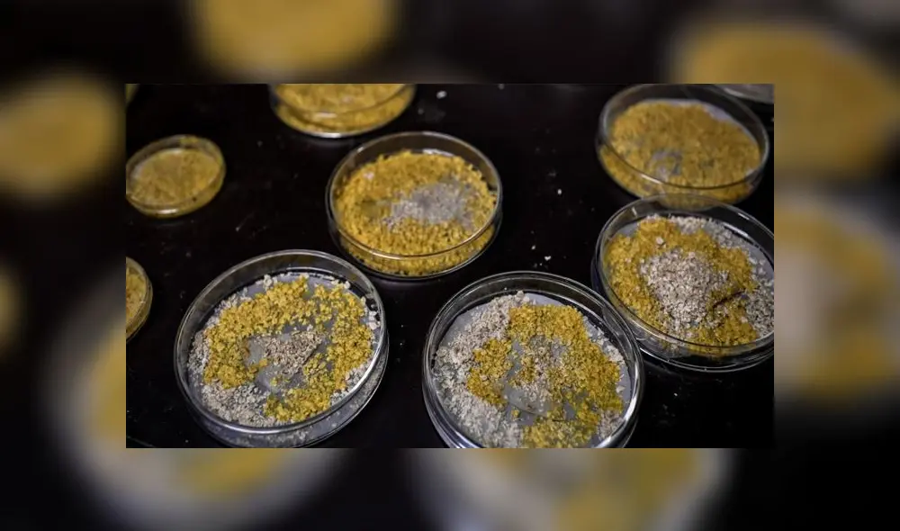 “Podemos crear 'Blobs' de todos los tamaños, no hay un límite conocido”, enfatizó una científica francesa. Foto: AFP “Podemos crear 'Blobs' de todos los tamaños, no hay un límite conocido”, enfatizó una científica francesa. Foto: AFP