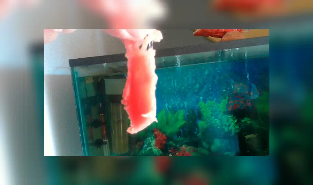 YouTube viral: Arrojan pedazo de carne a pecera repleta de pirañas y ocurre lo inesperado [VIDEO]