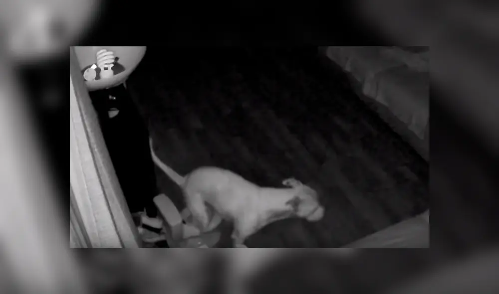 Video es viral en Facebook. Padre de familia notó algo extraño en el inodoro de entrenamiento de su hijo y quedó asombrado al ver las cámaras de seguridad de la casa