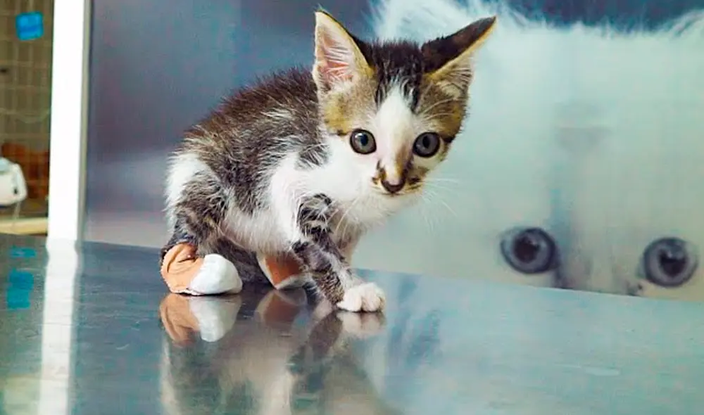 Desliza las imágenes para conocer a Star, un pequeño gato víctima de maltrato animal. Foto: captura de YouTube