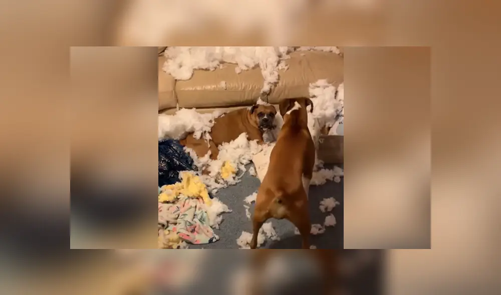 Una joven dejó a sus perros en casa, pero jamás imaginó que acabarían destruyendo el sofá. Foto: YouTube Una joven dejó a sus perros en casa, pero jamás imaginó que acabarían destruyendo el sofá. Foto: YouTube