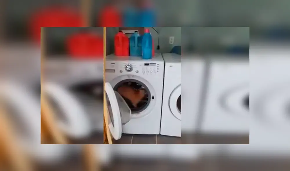 En Facebook, un travieso gato ingresó a una enorme lavadora para jugar y fue descubierto por su dueño.