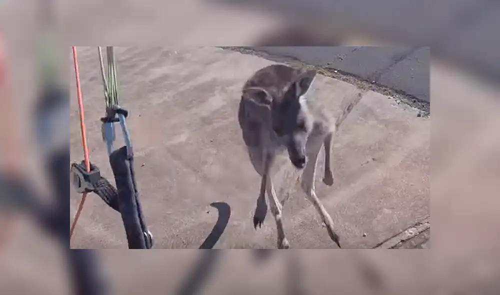 YouTube viral: canguro ve que deportista aterriza en su propiedad y lo golpea brutalmente [VIDEO]