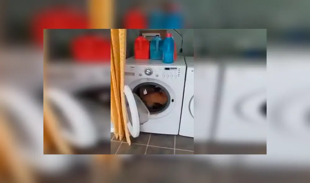 En Facebook, un travieso gato ingresó a una enorme lavadora para jugar y fue descubierto por su dueño.