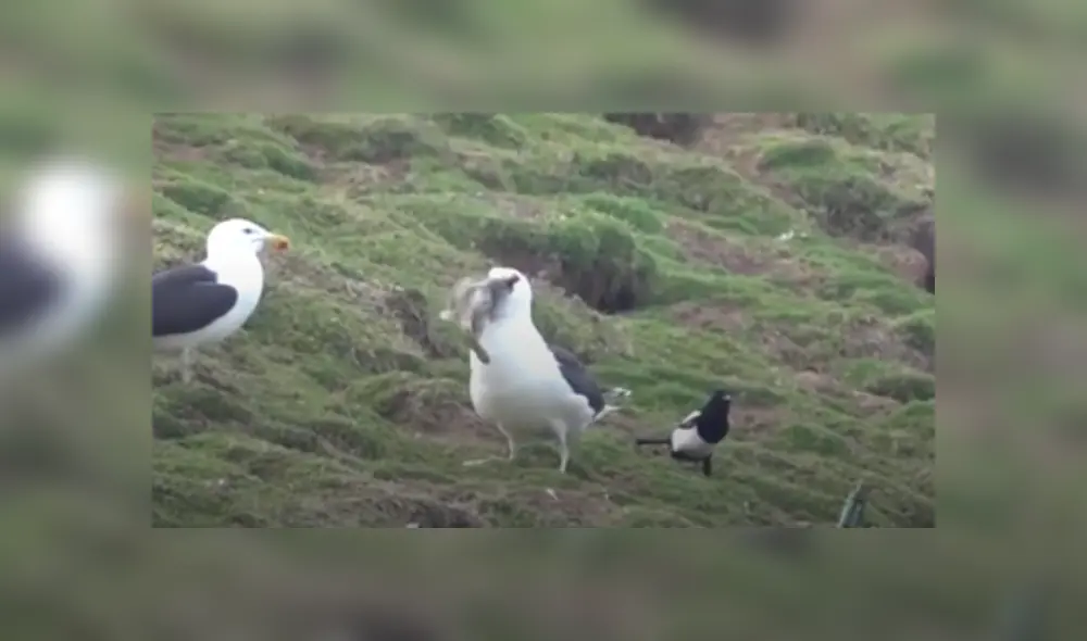 Desliza hacia la izquierda para ver más del video viral.