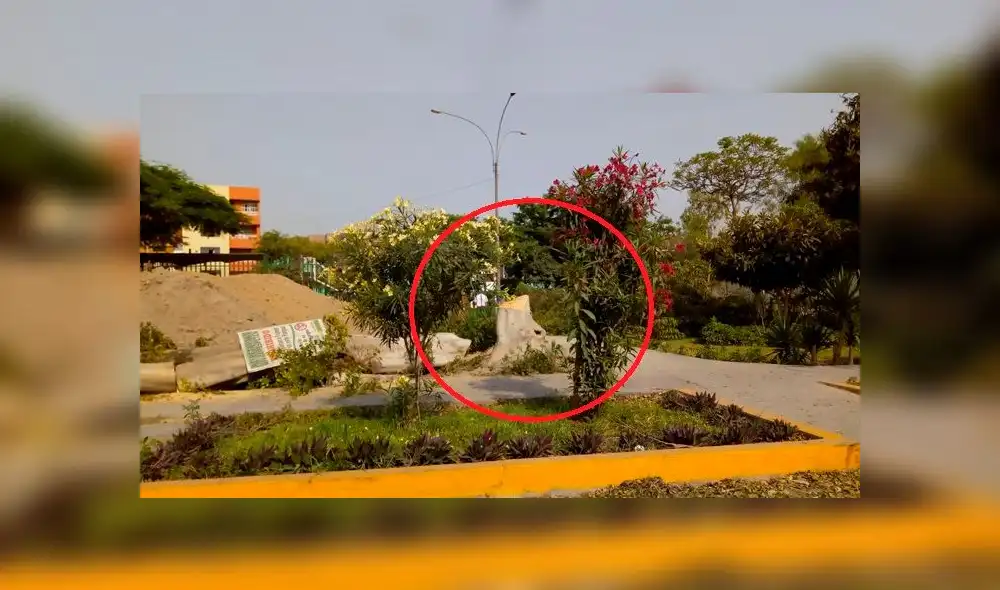 Comas: denuncian tala de árbol de 20 años de antigüedad