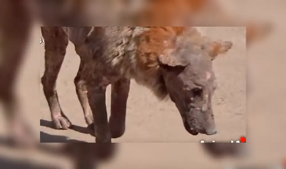 Desliza hacia la izquierda para ver la evolución del perro callejero que fue hallado en deplorables condiciones. El video se volvió viral en YouTube.